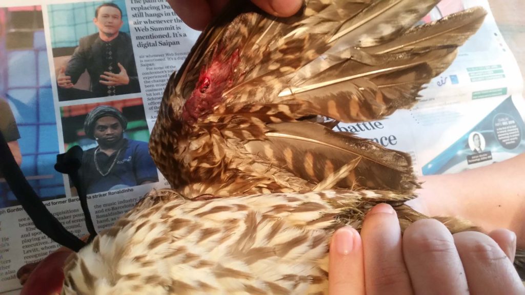 Examining an injured bird