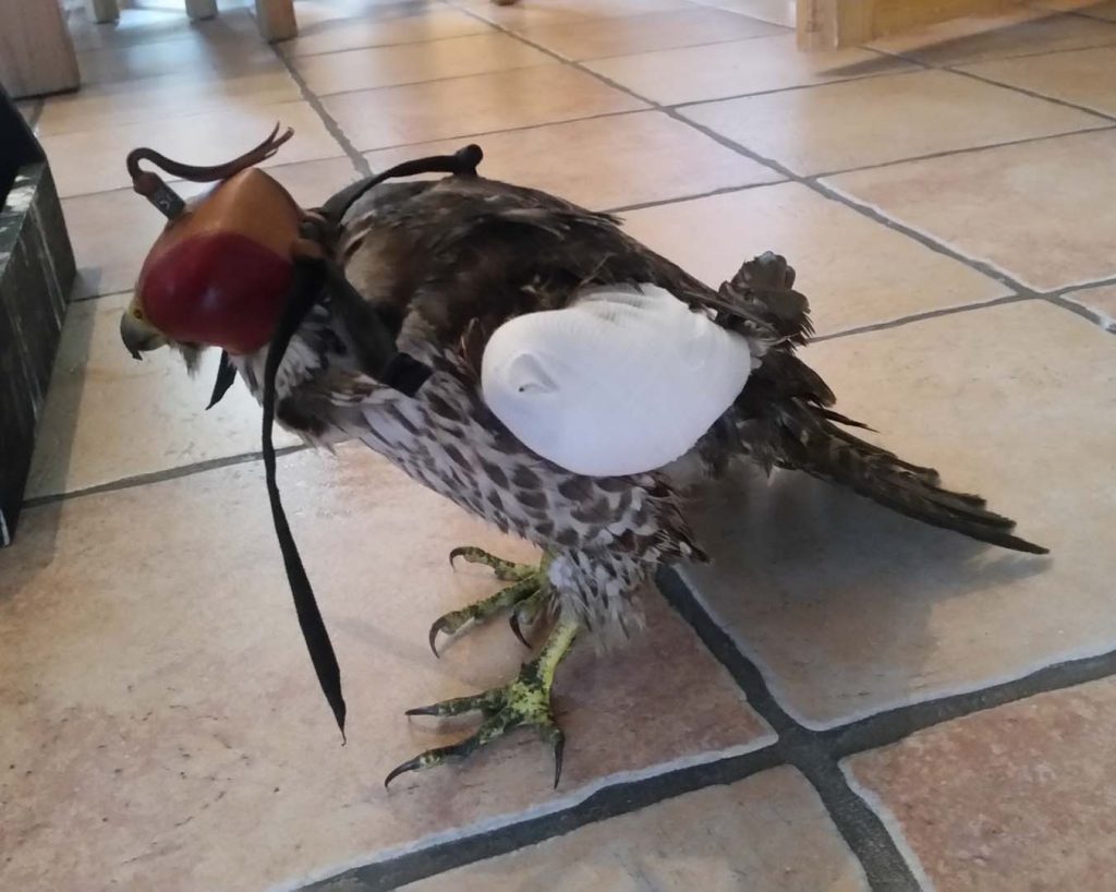 A bird during its recovery