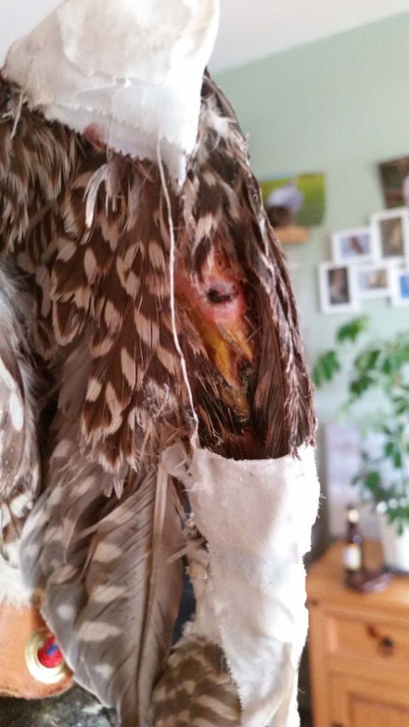 An injured bird being treated