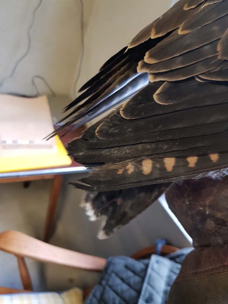 An injured birds feathers