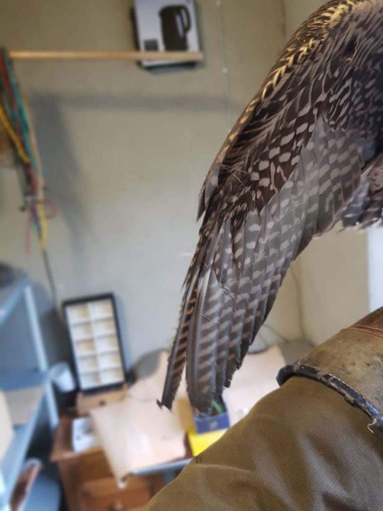 An injured bird's wing