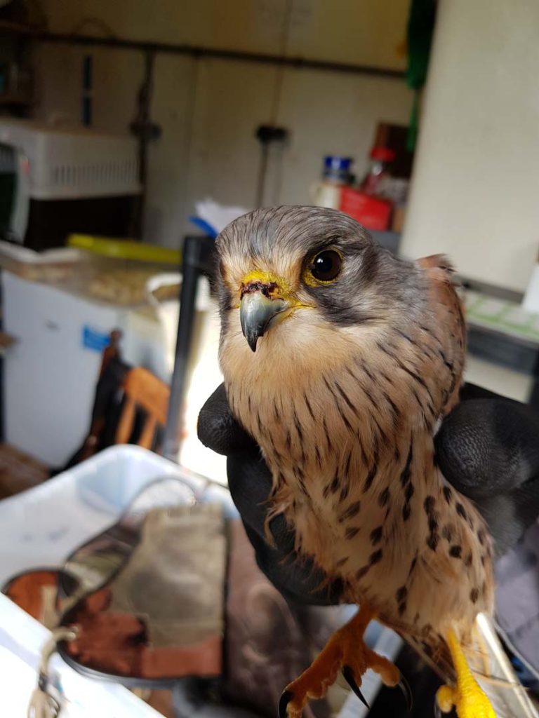 A bird receiving care
