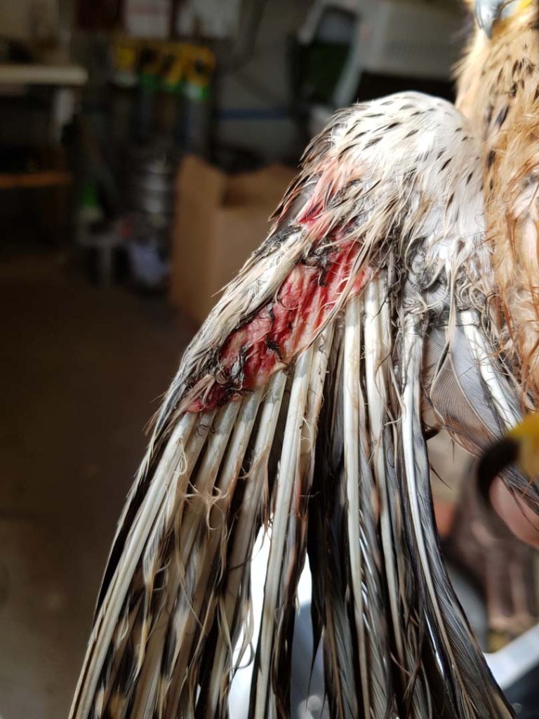 An injury to a birds wing