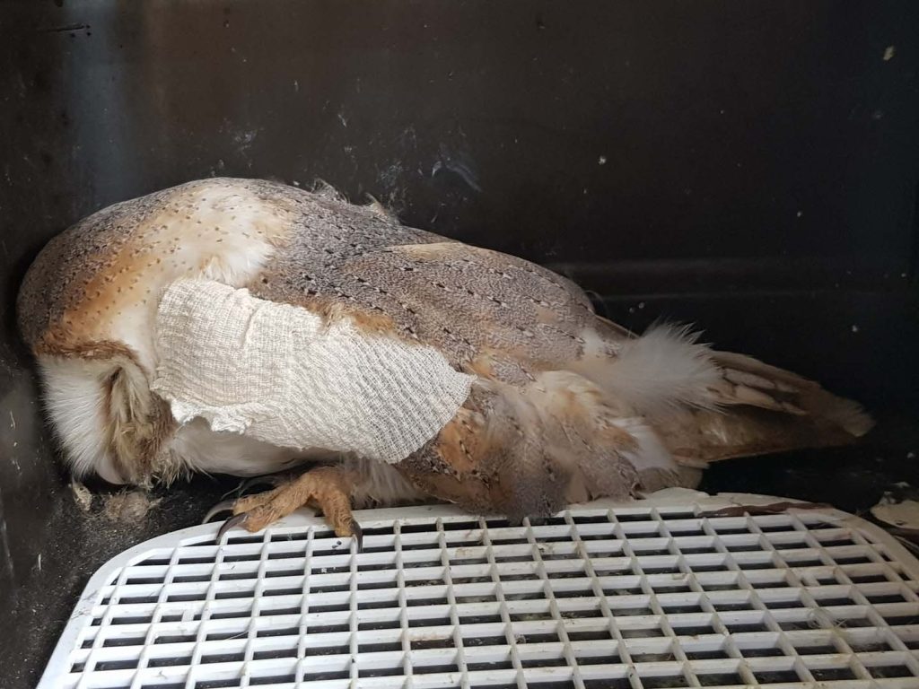 An owl in a box with an injured wing