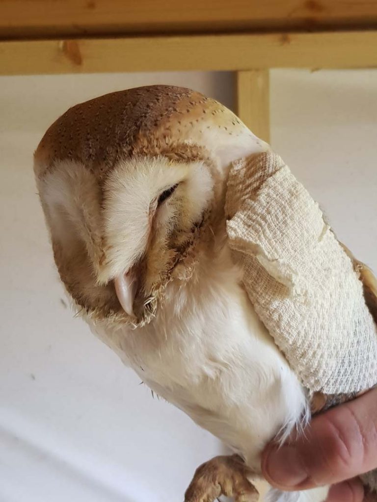 An owl with an injured wing