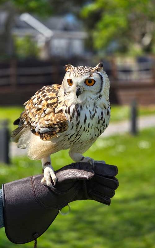 Bengy the Owl sitting on a gloved hand