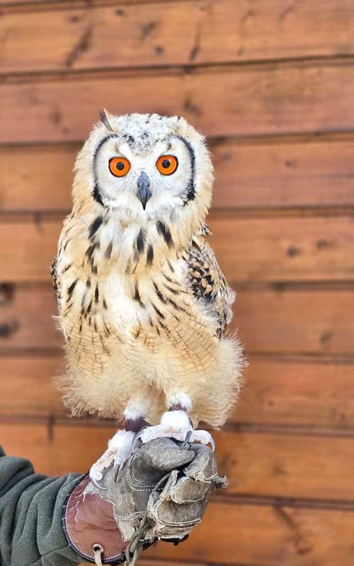 An owl looking at the camera