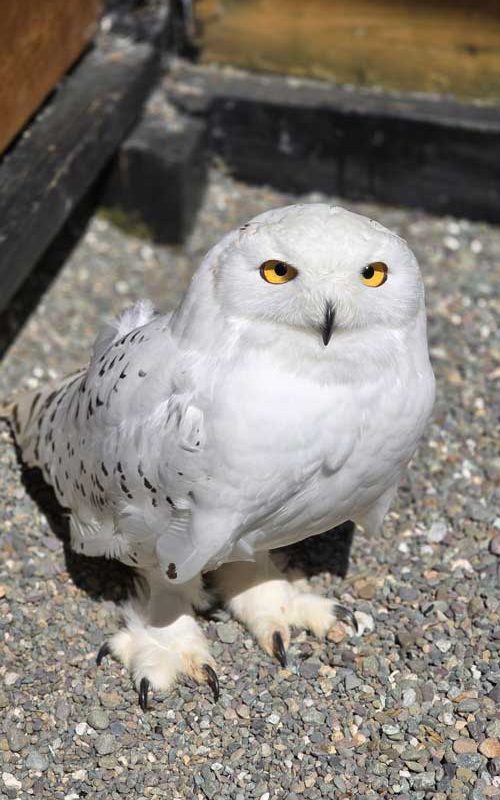 Boreas the Owl, a white bird with striking yellow eyes