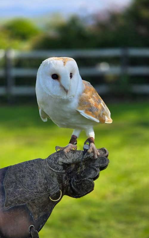 An owl sitting on a gloved hand