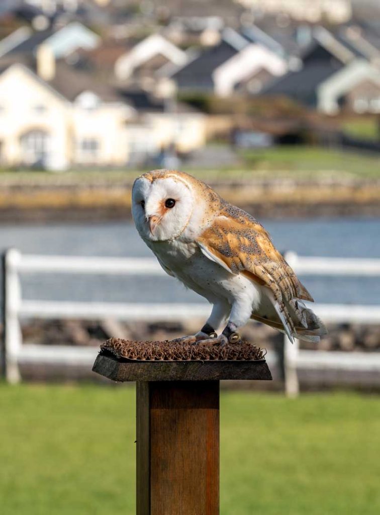 An owl perched in front of the bay