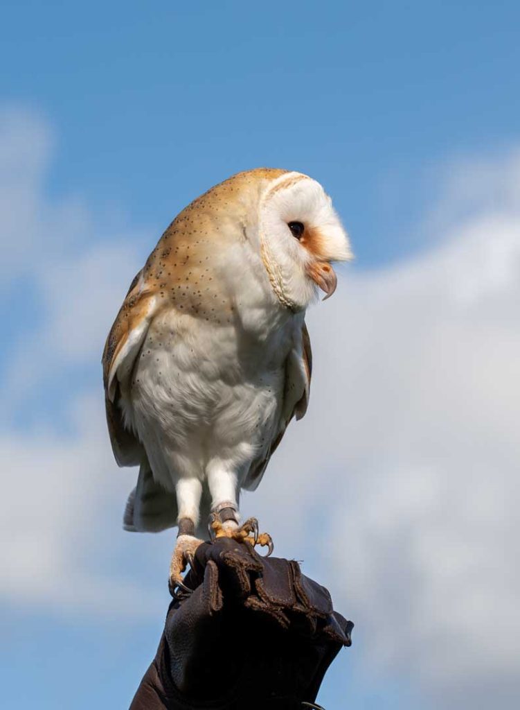 An owl looking into the distance