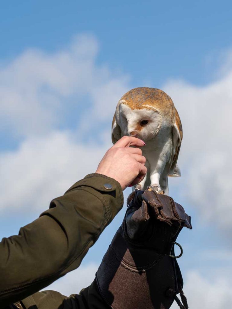 An owl looking at a treat