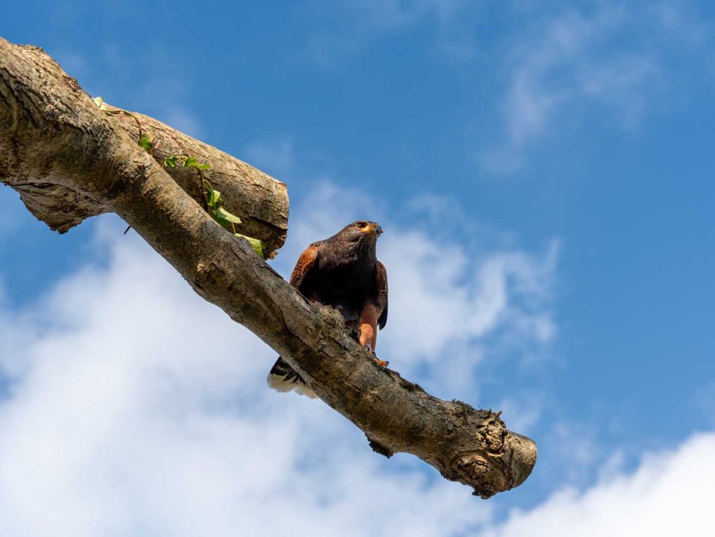A falcon perched under blue skies