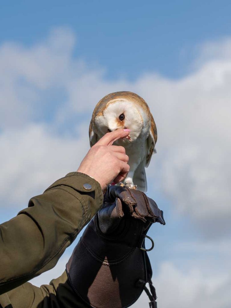 An owl eating a treat