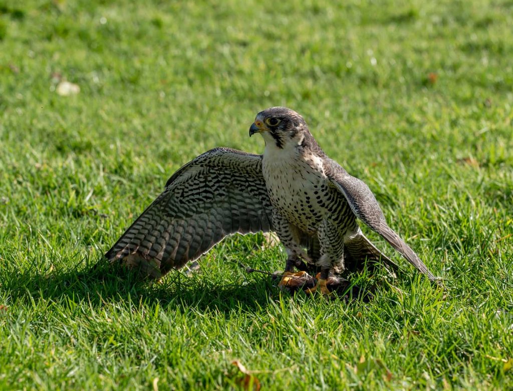 A falcon sitting in the grass