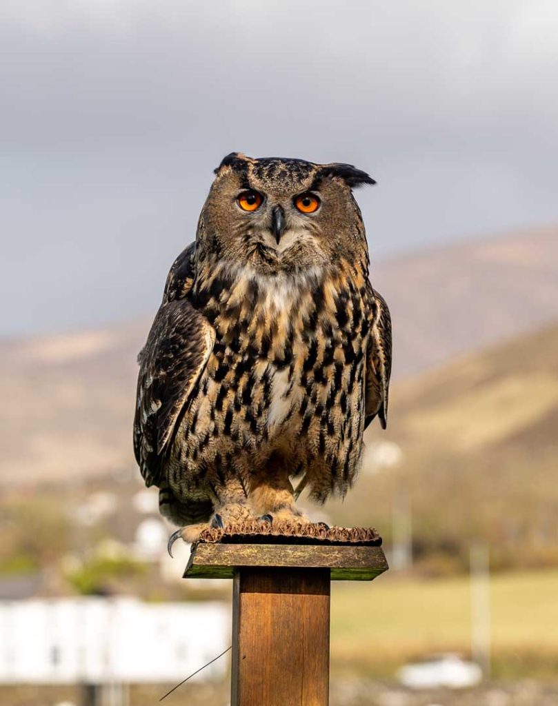 An owl perched on a log