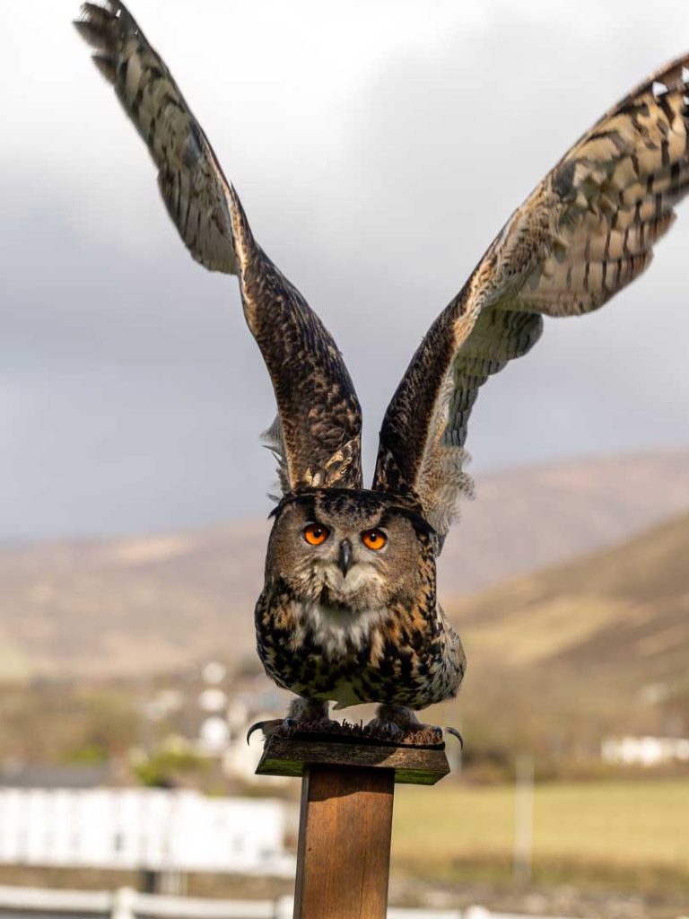 An owl about to take off from its perch