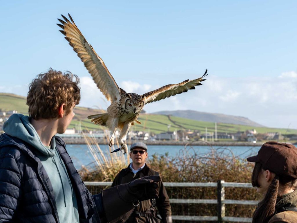 An owl coming in to land on someones hand