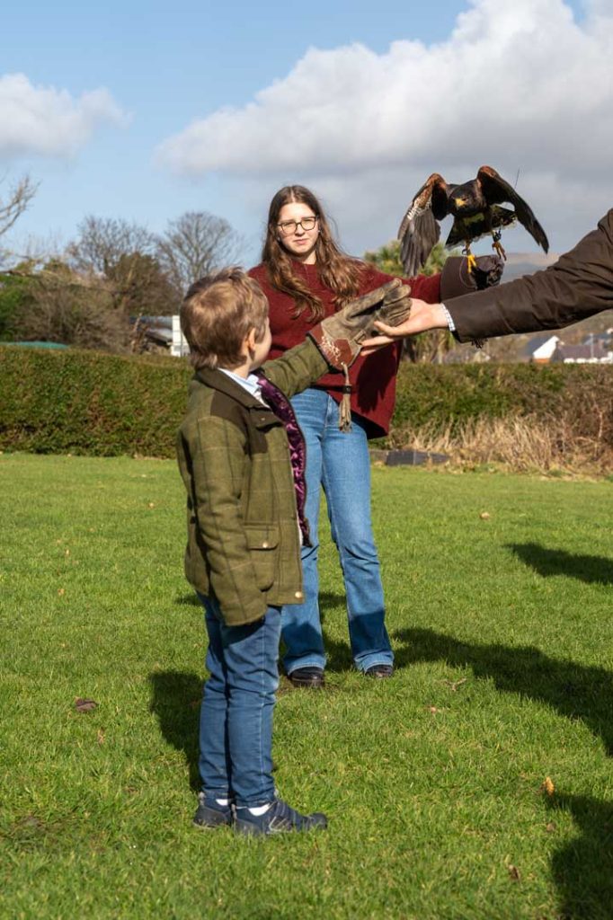 A falcon flying from one hand to another