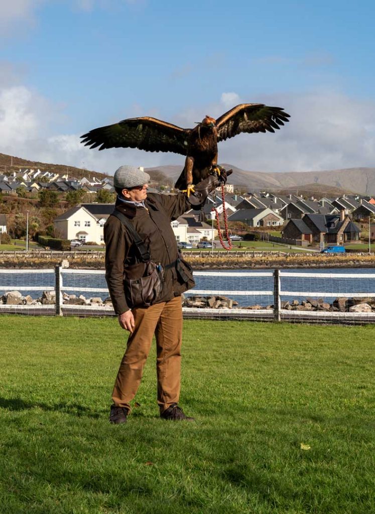 A bird showing its wingspan on a gloved arm
