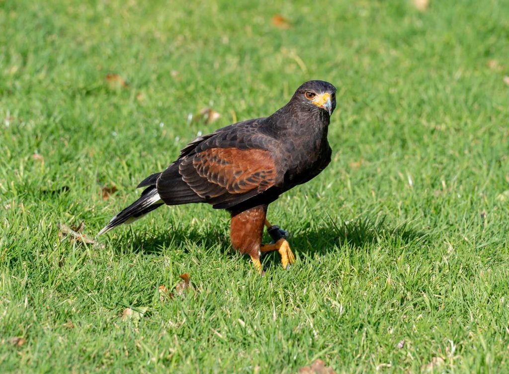 A falcon sitting in the grass looking at something