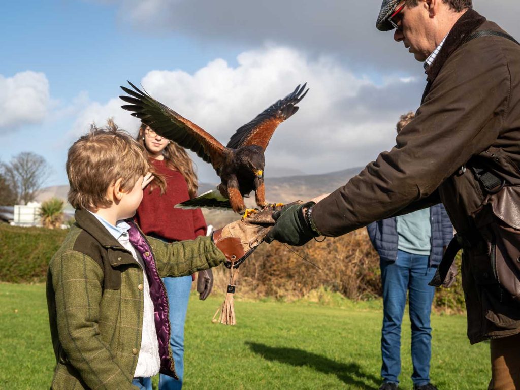 A falcon about to land on a young boys hand