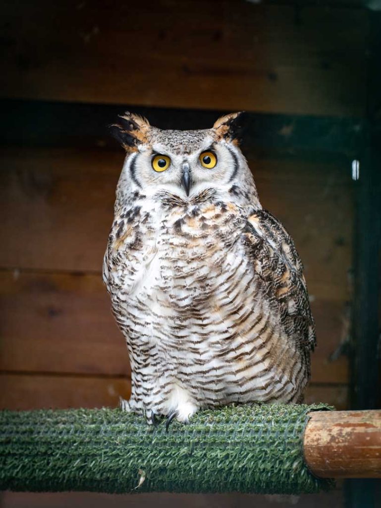 An owl perched in its enclosure with stripes