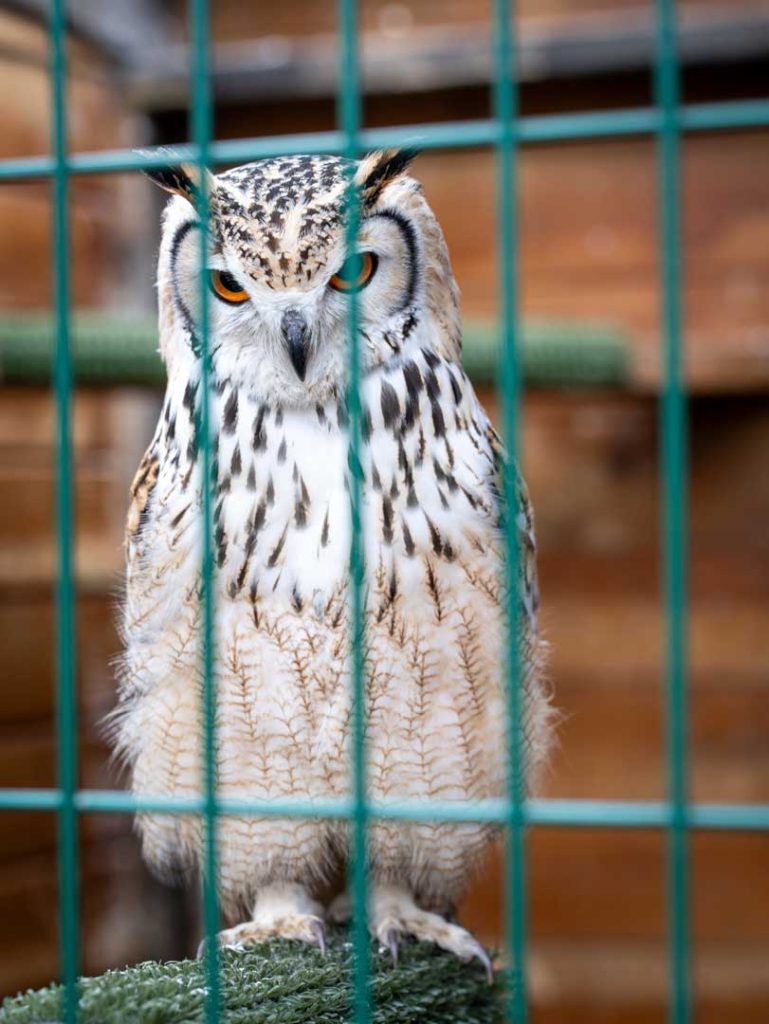 An owl sitting in a cage