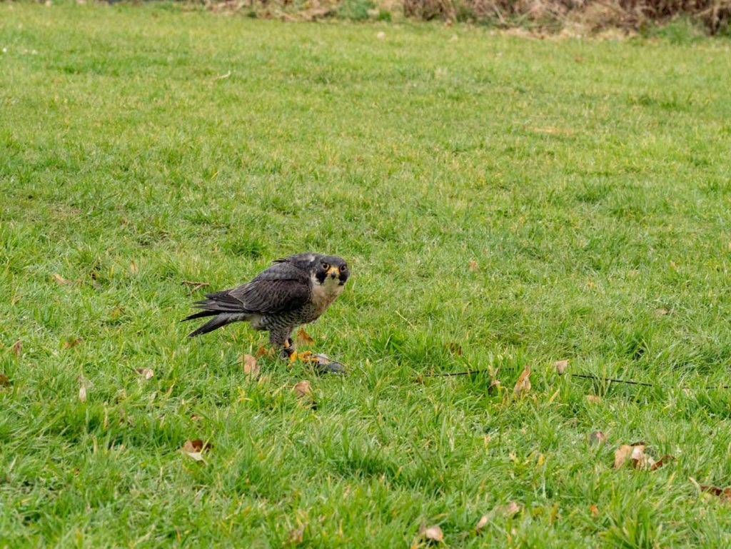 A bird sitting in the grass