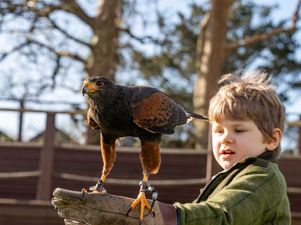 A young child holding a falcon