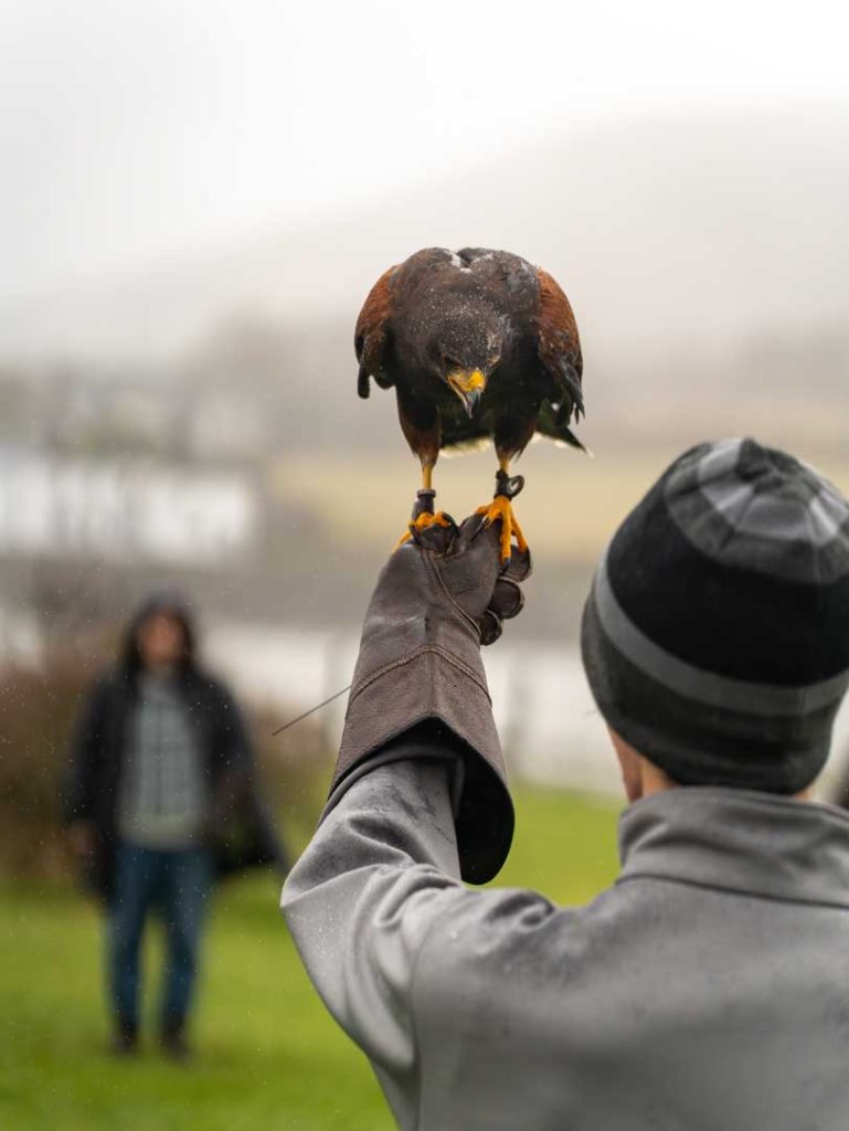 A man looking at a bird