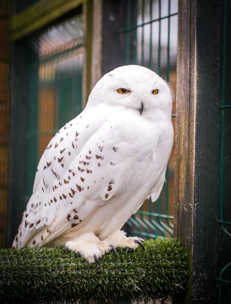 A white owl in its enclosure