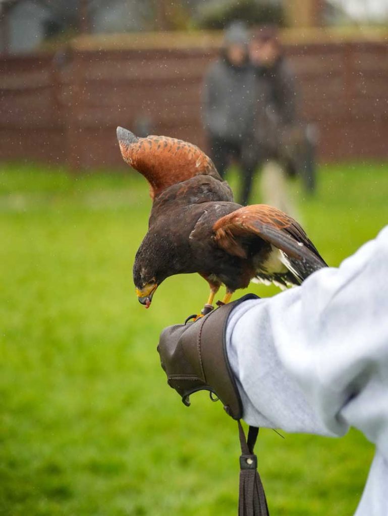 A bird eating a worm