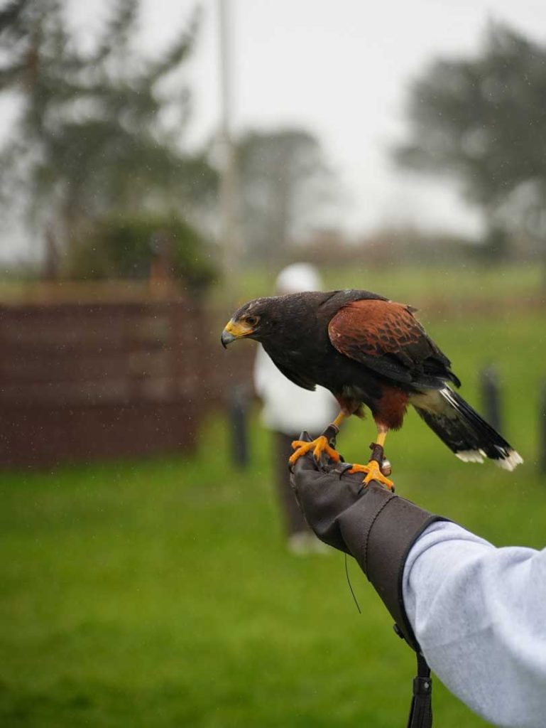 A bird enjoying the rain on a gloved hand