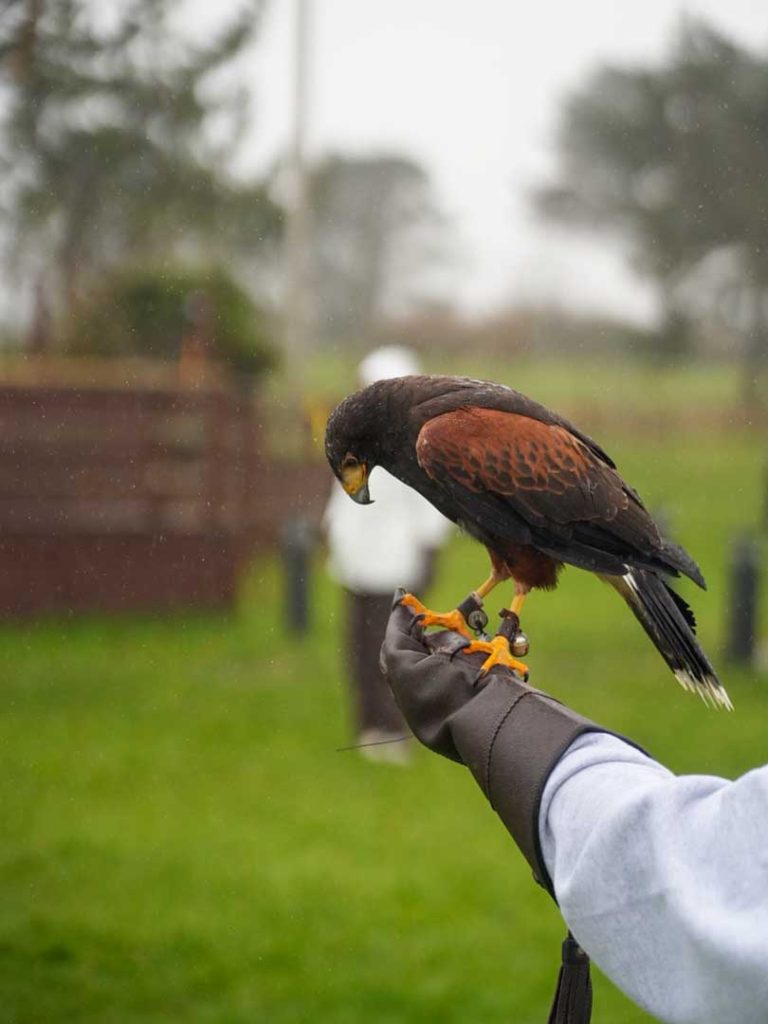 A bird enjoying the rain