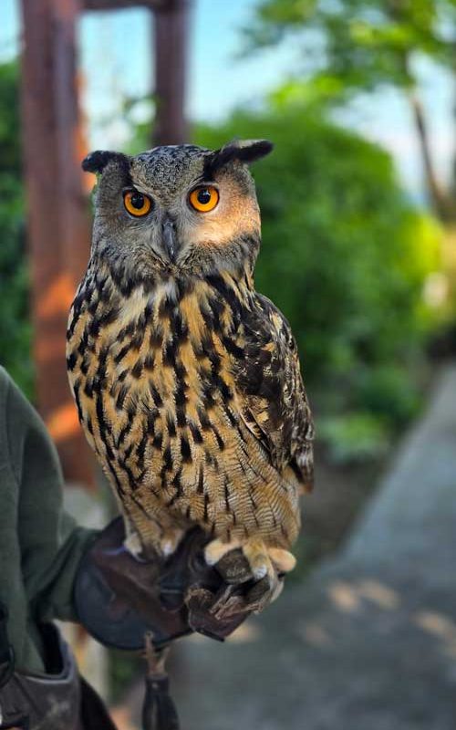 An owl with striking orange eyes