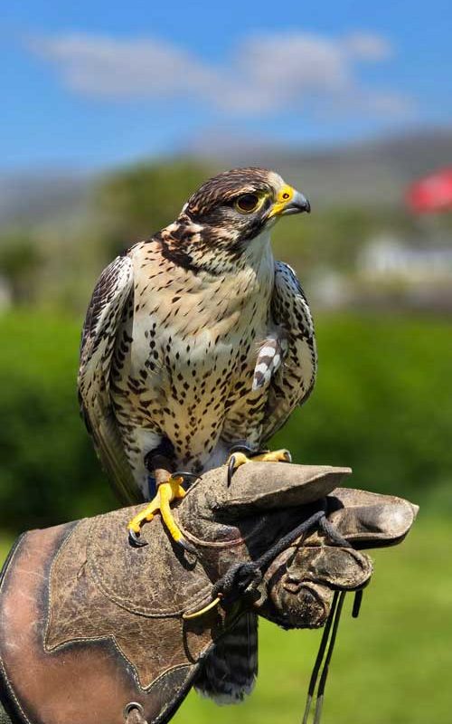 Fred the hawk on a protective glove