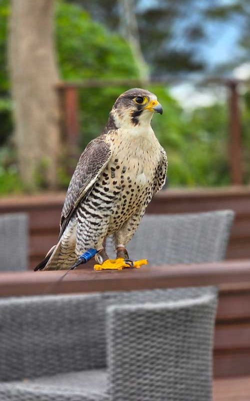 A small bird on a table