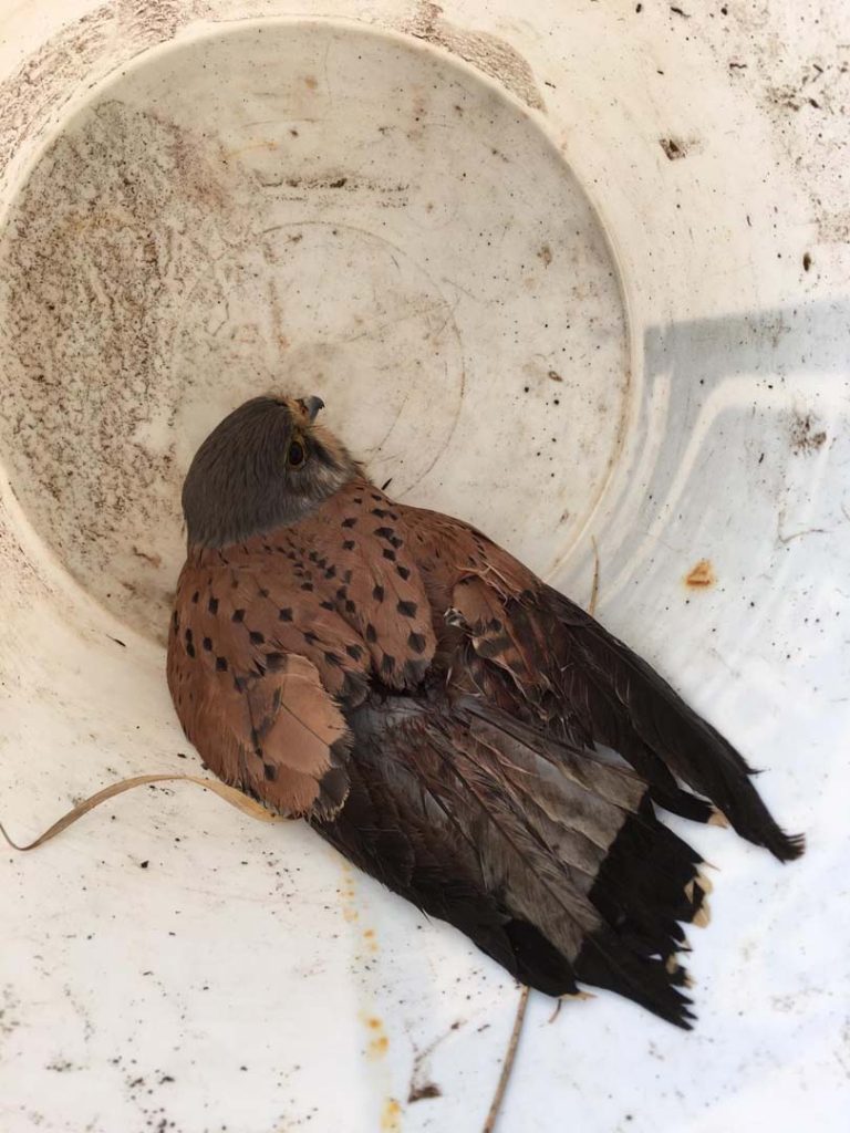 A bird that was brought in for rehabilitation