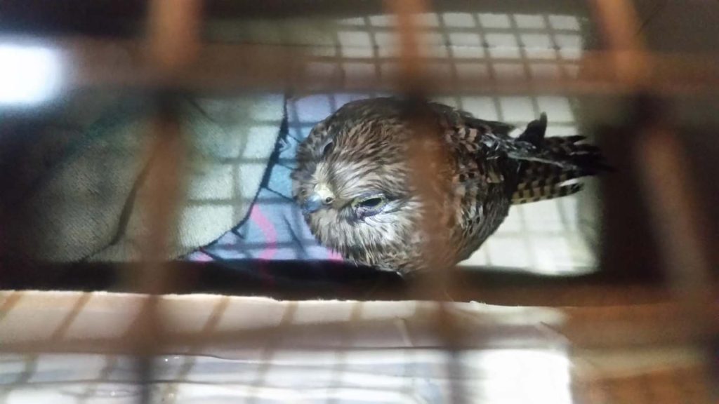 ケージでリハビリ中の野鳥
