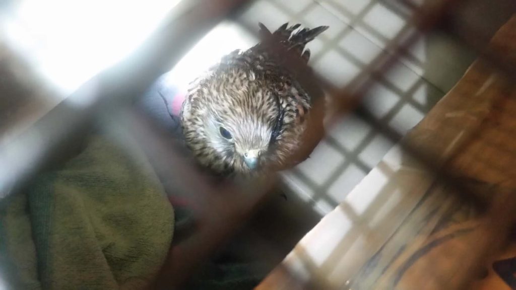 A bird being rehabilitated in a cage