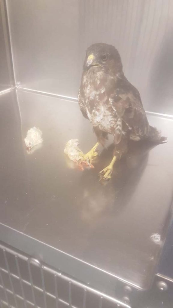 A bird being rehabilitated with two chicks