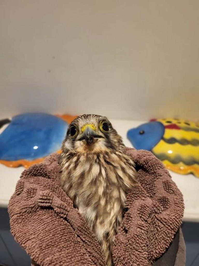 A bird wrapped in a towel being rehabilitated