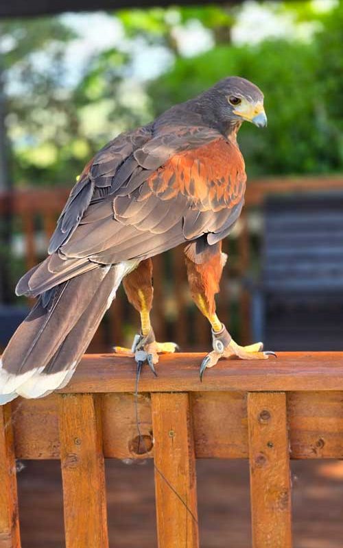 A bird perched on a banister