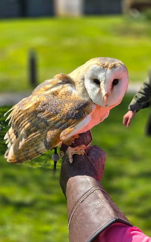 Leyla the owl on a visitors hand