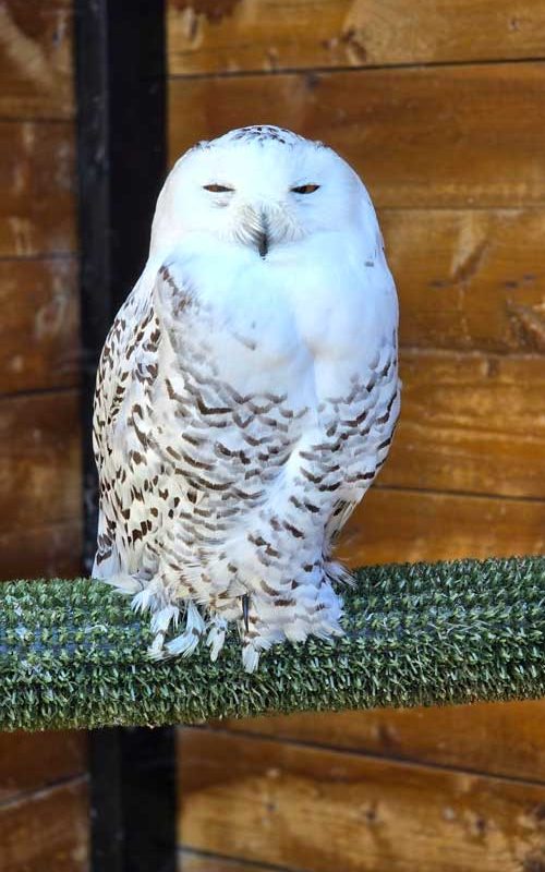 Lily the owl sleeping