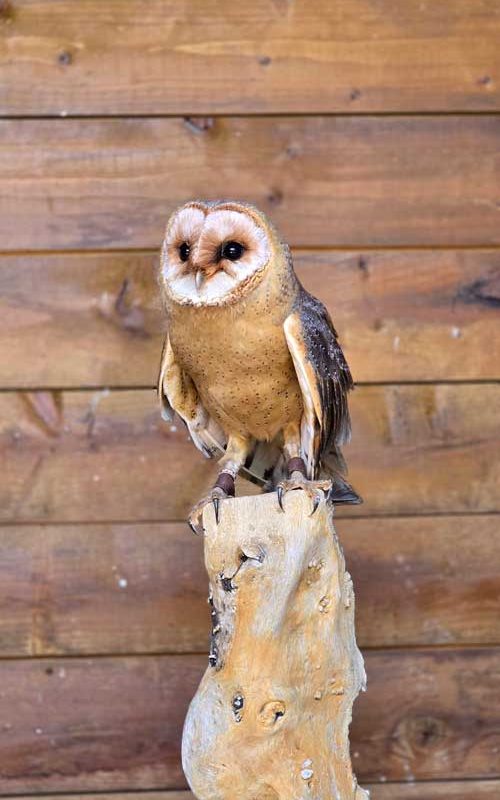 An owl sitting on a log