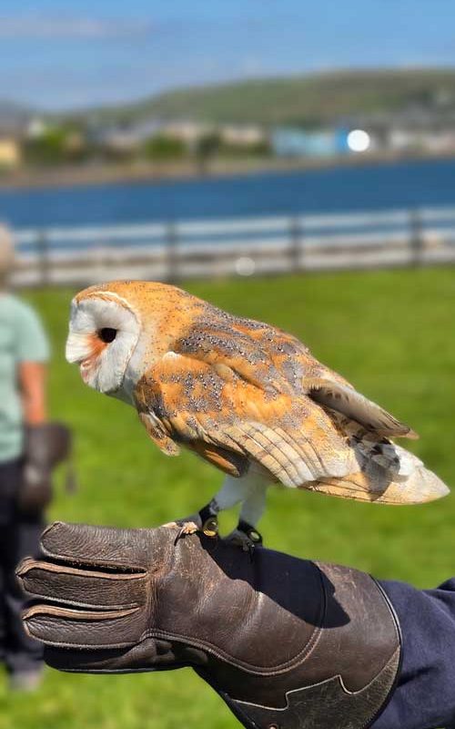 Luna the owl perched on a glove