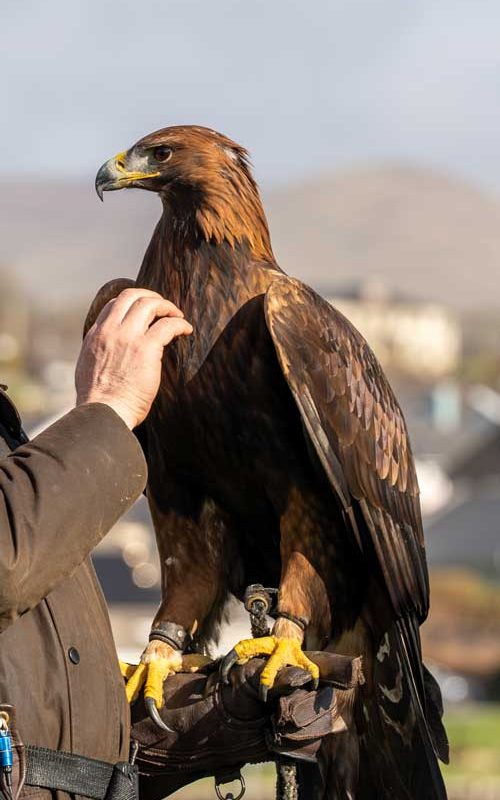 A visitor wearing a falconry glove while a hawk lands gently during a guided experience here.