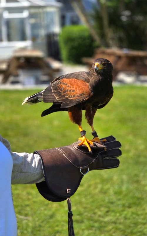 Ozzy on a gloved hand